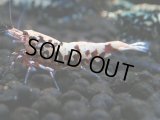 142　P【4＋1】モーニング一斉！朝から超特価！HY shrimp BLACK&RED GALAXY