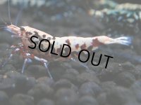 142　P【4＋1】モーニング一斉！朝から超特価！HY shrimp BLACK&RED GALAXY