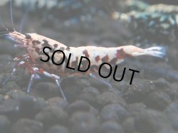 画像1: 142　P【4＋1】モーニング一斉！朝から超特価！HY shrimp BLACK&RED GALAXY
