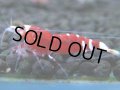 121　A【4＋1】モーニング一斉！朝から超特価！Fan Shrimp レッドファンシータイガー