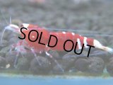 121　A【4＋1】モーニング一斉！朝から超特価！Fan Shrimp レッドファンシータイガー