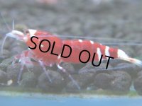 121　A【4＋1】モーニング一斉！朝から超特価！Fan Shrimp レッドファンシータイガー