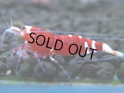 画像1: 121　A【4＋1】モーニング一斉！朝から超特価！Fan Shrimp レッドファンシータイガー