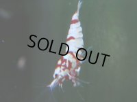 127　A【4＋1】モーニング一斉！朝から超特価！Fan Shrimp レッドファンシータイガー
