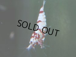 画像1: 127　A【4＋1】モーニング一斉！朝から超特価！Fan Shrimp レッドファンシータイガー