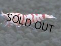 140　A【4＋1】モーニング一斉！朝から超特価！Fan Shrimp レッドファンシータイガー