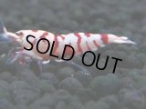 140　A【4＋1】モーニング一斉！朝から超特価！Fan Shrimp レッドファンシータイガー
