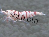 140　A【4＋1】モーニング一斉！朝から超特価！Fan Shrimp レッドファンシータイガー