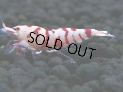 画像1: 140　A【4＋1】モーニング一斉！朝から超特価！Fan Shrimp レッドファンシータイガー