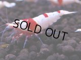 248　H【4＋1】ebisquidのレッドビー！