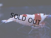 102　C【4＋1】モーニング一斉！GWSPイベント直売個体！HY shrimp ハイグレードレッドビー！