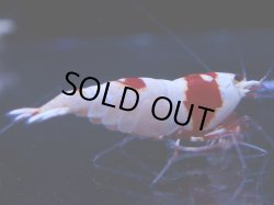 画像1: 102　C【4＋1】モーニング一斉！GWSPイベント直売個体！HY shrimp ハイグレードレッドビー！
