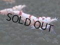 136　A【4＋1】モーニング一斉！朝から超特価！Fan Shrimp レッドファンシータイガー