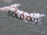 136　A【4＋1】モーニング一斉！朝から超特価！Fan Shrimp レッドファンシータイガー