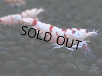136　A【4＋1】モーニング一斉！朝から超特価！Fan Shrimp レッドファンシータイガー