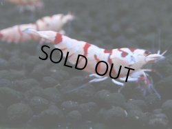画像1: 136　A【4＋1】モーニング一斉！朝から超特価！Fan Shrimp レッドファンシータイガー