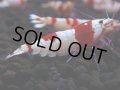 231　H【4＋1】ebisquidのレッドビー！