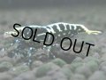 111　K【4＋1】モーニング一斉！朝から超特価！Fan Shrimp ブラックギャラクシー