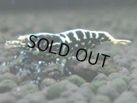 111　K【4＋1】モーニング一斉！朝から超特価！Fan Shrimp ブラックギャラクシー