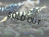 113　K【4＋1】モーニング一斉！朝から超特価！Fan Shrimp ブラックギャラクシー