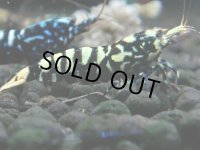 113　K【4＋1】モーニング一斉！朝から超特価！Fan Shrimp ブラックギャラクシー