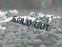 112　K【4＋1】モーニング一斉！朝から超特価！Fan Shrimp ブラックギャラクシー