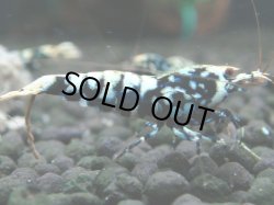 画像1: 112　K【4＋1】モーニング一斉！朝から超特価！Fan Shrimp ブラックギャラクシー