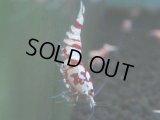 137　A【4＋1】モーニング一斉！朝から超特価！Fan Shrimp レッドファンシータイガー