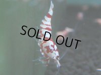 137　A【4＋1】モーニング一斉！朝から超特価！Fan Shrimp レッドファンシータイガー