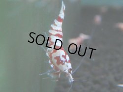 画像1: 137　A【4＋1】モーニング一斉！朝から超特価！Fan Shrimp レッドファンシータイガー