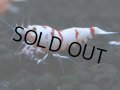 131　A【4＋1】モーニング一斉！朝から超特価！Fan Shrimp レッドファンシータイガー