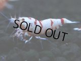 131　A【4＋1】モーニング一斉！朝から超特価！Fan Shrimp レッドファンシータイガー