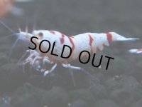 131　A【4＋1】モーニング一斉！朝から超特価！Fan Shrimp レッドファンシータイガー