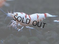 画像1: 131　A【4＋1】モーニング一斉！朝から超特価！Fan Shrimp レッドファンシータイガー