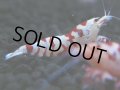 132　A【4＋1】モーニング一斉！朝から超特価！Fan Shrimp レッドファンシータイガー