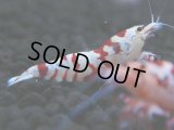 132　A【4＋1】モーニング一斉！朝から超特価！Fan Shrimp レッドファンシータイガー