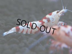 画像1: 132　A【4＋1】モーニング一斉！朝から超特価！Fan Shrimp レッドファンシータイガー