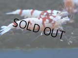128　A【4＋1】モーニング一斉！朝から超特価！Fan Shrimp レッドファンシータイガー