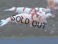 128　A【4＋1】モーニング一斉！朝から超特価！Fan Shrimp レッドファンシータイガー