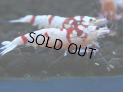 画像1: 128　A【4＋1】モーニング一斉！朝から超特価！Fan Shrimp レッドファンシータイガー