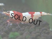 229　H【4＋1】ZOZO BEEのレッドビー！