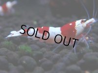 227　H【4＋1】ZOZO BEEのレッドビー！