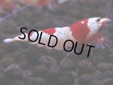243　H【4＋1】ebisquidのレッドビー！