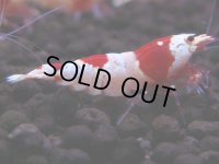 243　H【4＋1】ebisquidのレッドビー！