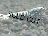 118　K【4＋1】モーニング一斉！朝から超特価！Fan Shrimp ブラックギャラクシー