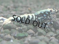 118　K【4＋1】モーニング一斉！朝から超特価！Fan Shrimp ブラックギャラクシー