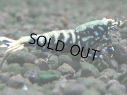 画像1: 118　K【4＋1】モーニング一斉！朝から超特価！Fan Shrimp ブラックギャラクシー