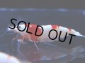 105　C【4＋1】モーニング一斉！GWSPイベント直売個体！HY shrimp ハイグレードレッドビー！
