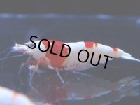 105　C【4＋1】モーニング一斉！GWSPイベント直売個体！HY shrimp ハイグレードレッドビー！