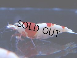 画像1: 105　C【4＋1】モーニング一斉！GWSPイベント直売個体！HY shrimp ハイグレードレッドビー！